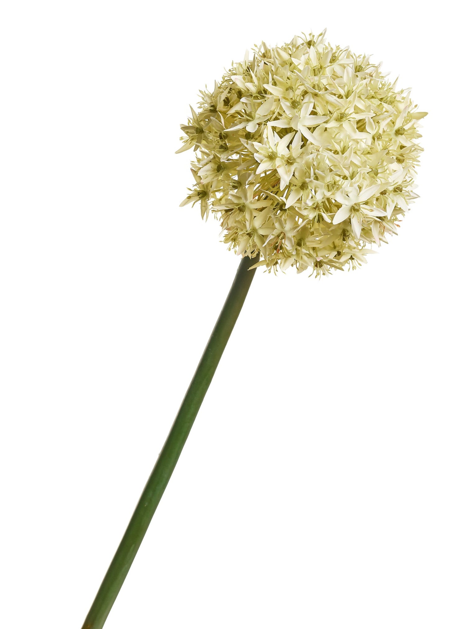 Stem Allium - Blanche