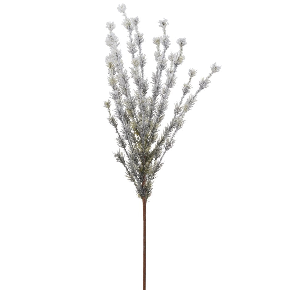 Snowy Pine Branch