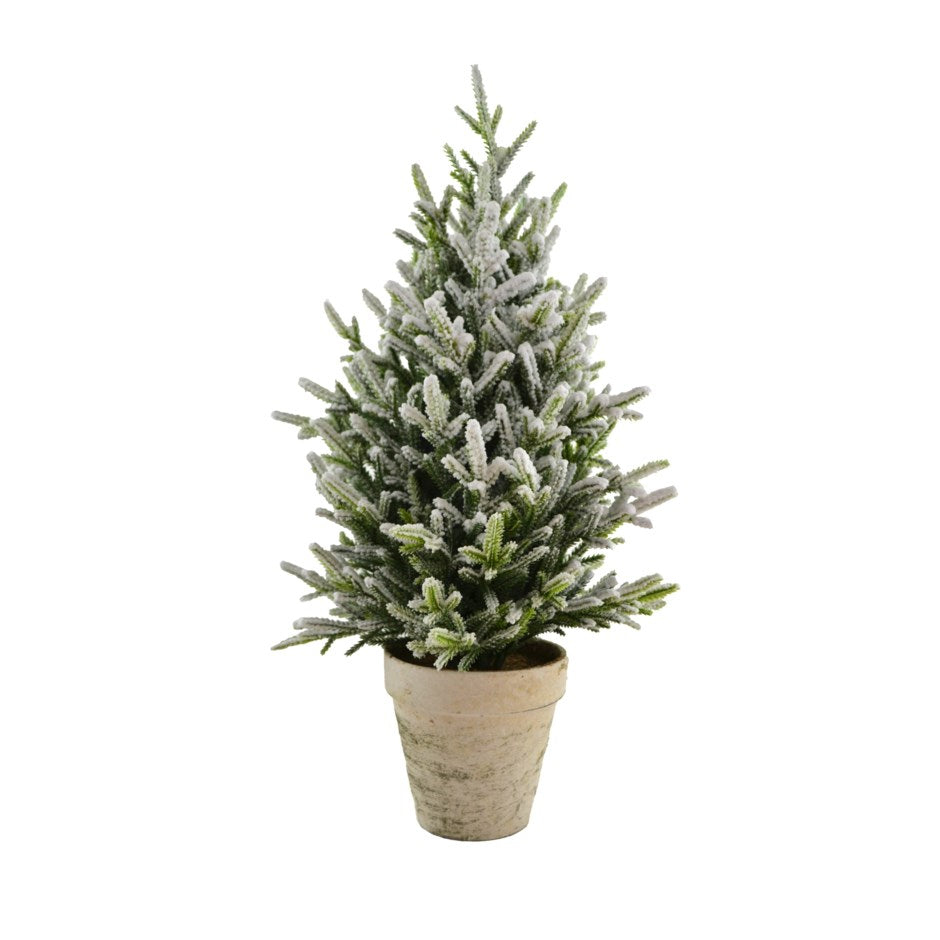 Sapin en Pot Enneigé