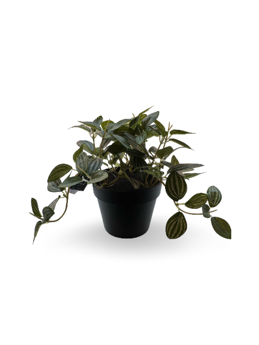 Potted plant - Fittonia