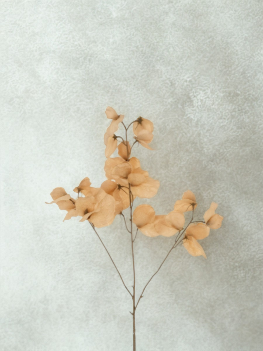 Floral Stem - Sweet Pea