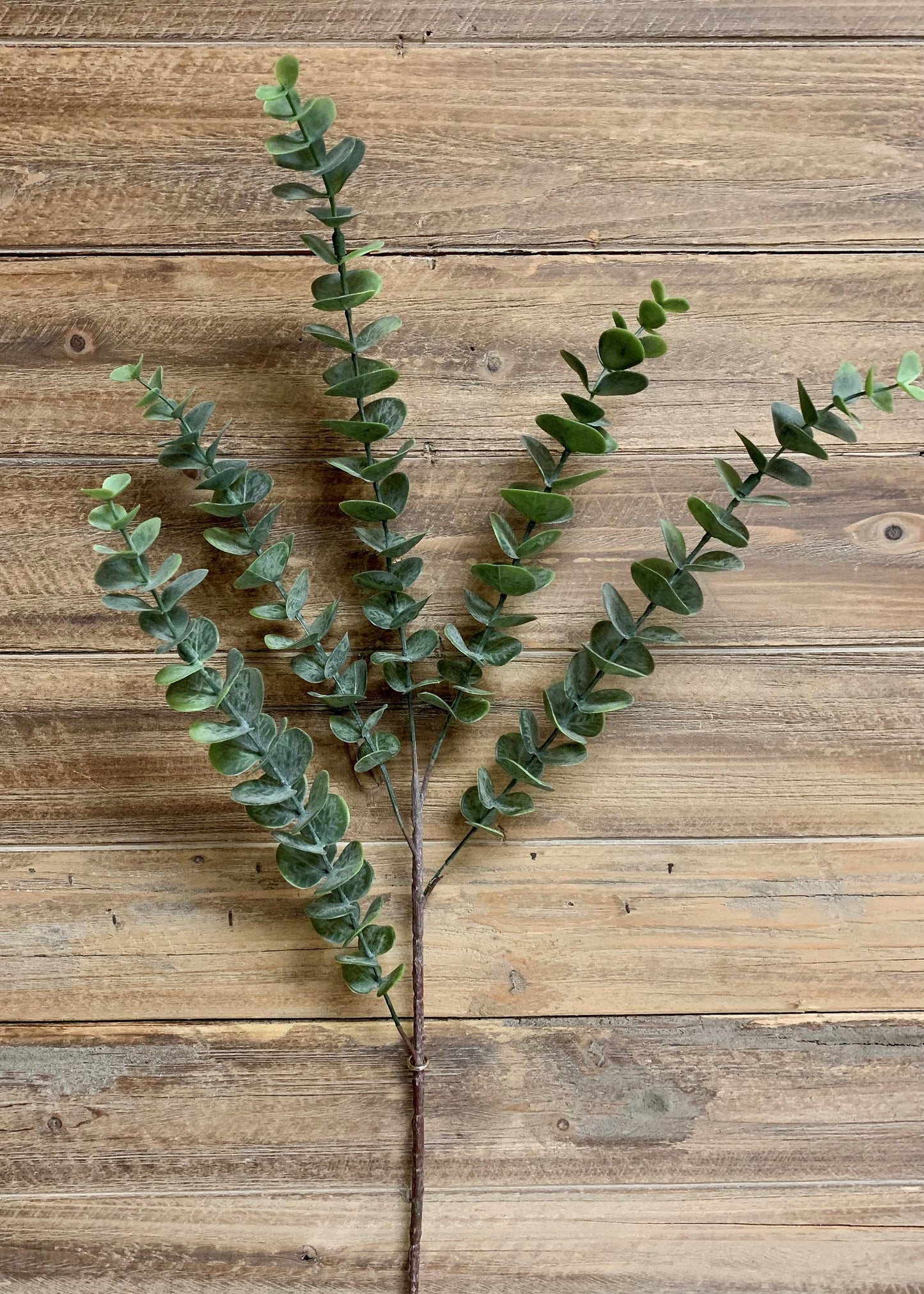 Branche eucalyptus à 5 branches