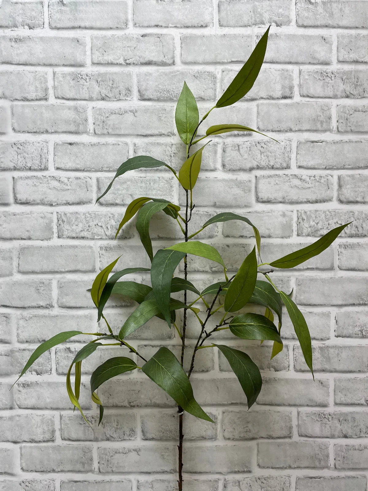 Branche d'eucalyptus - globulus
