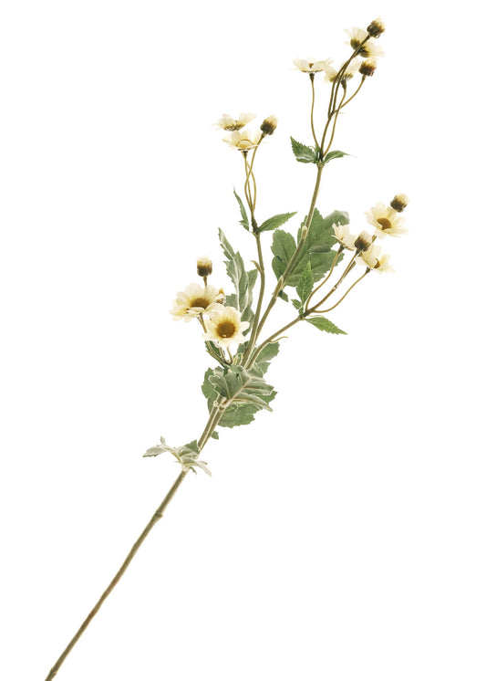 Bouquet d'anémone - jaune clair