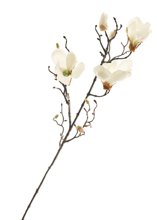 Bouquet de magnolia - Blanc