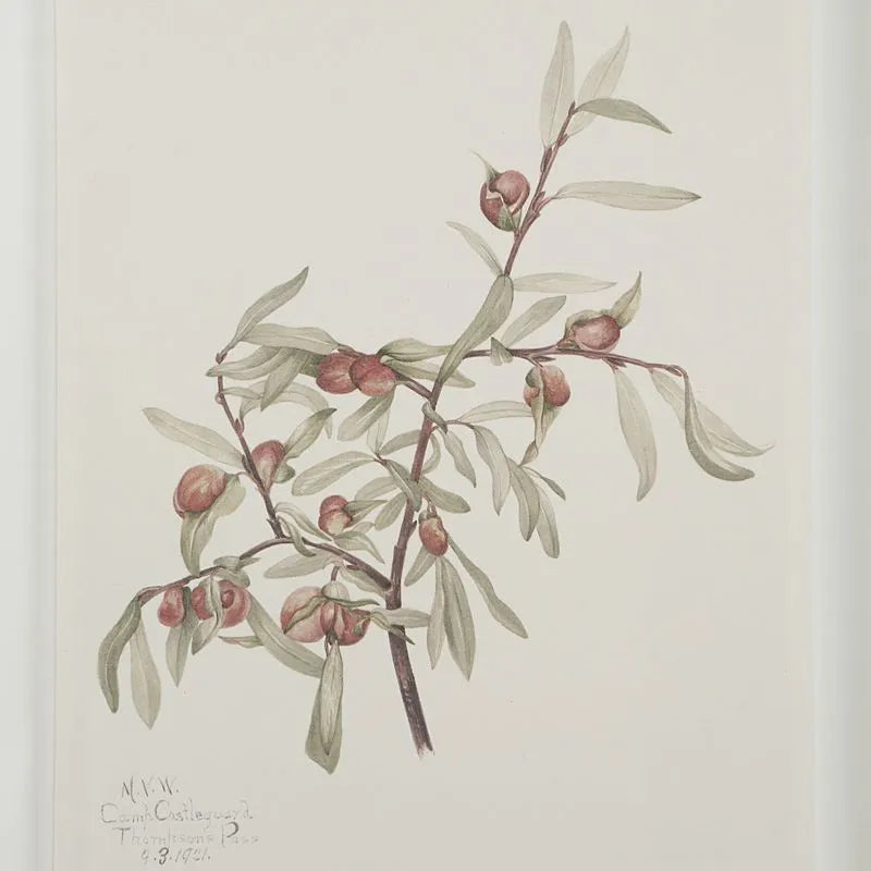 Tableau Crema