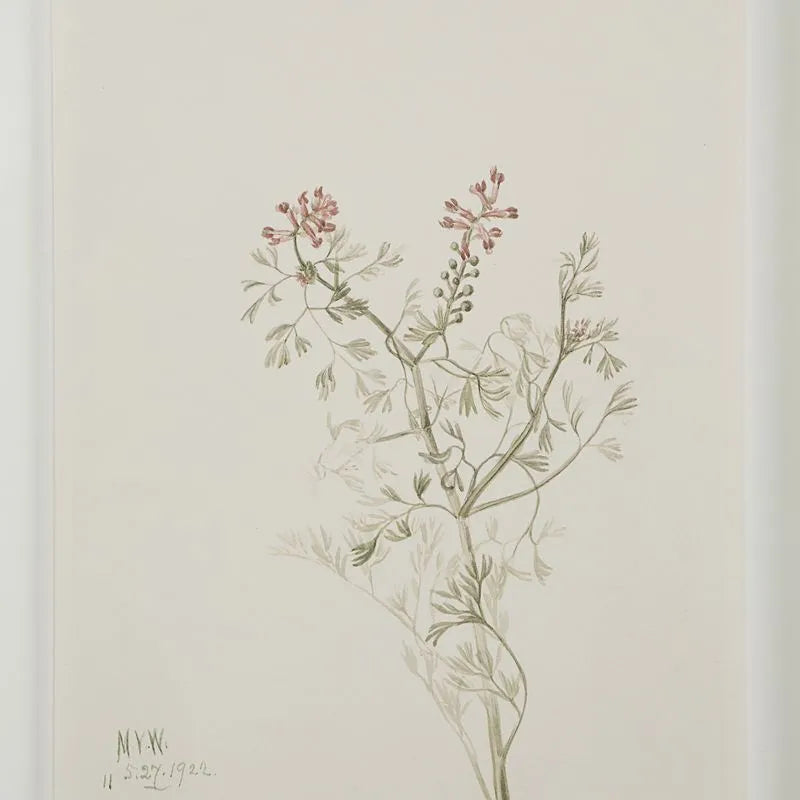Tableau Crema