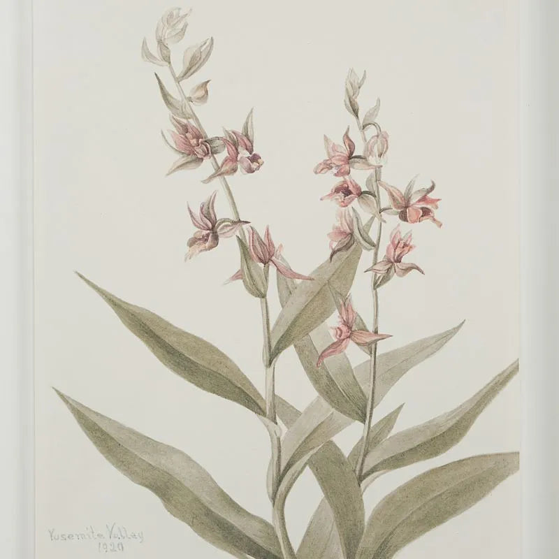 Tableau Crema