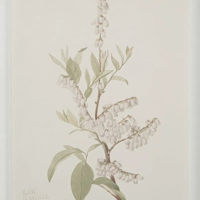 Tableau Crema
