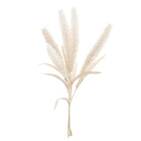 Bouquet de Typha - Beige