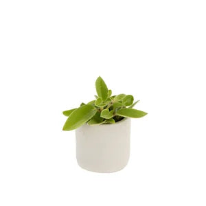 Pot Toscane