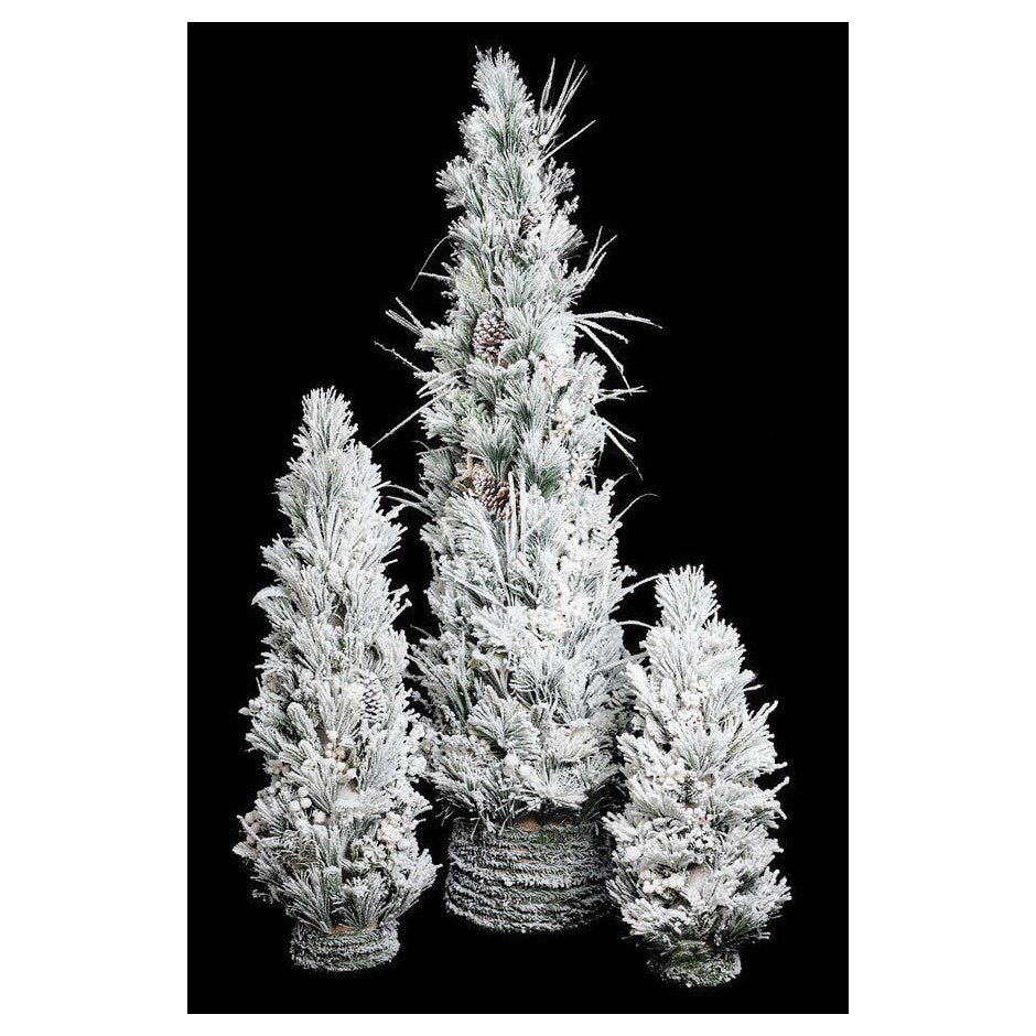 Sapin Blanc en Cone