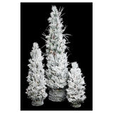 Sapin Blanc en Cone