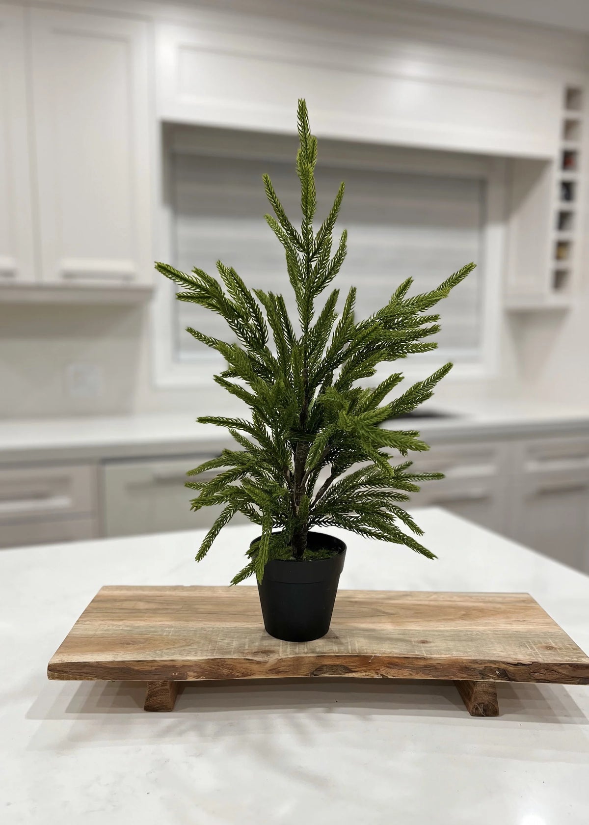 Sapin en pot de plastique noir