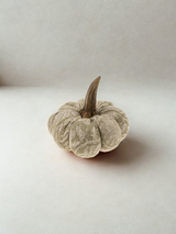 Citrouille - Botanique