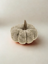 Citrouille - Botanique