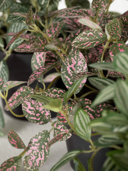 Potted plant - Fittonia