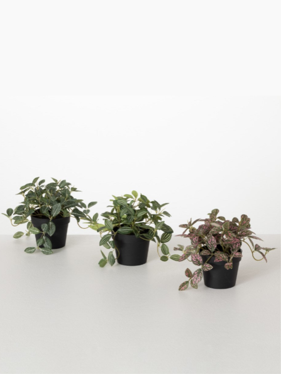 Potted plant - Fittonia