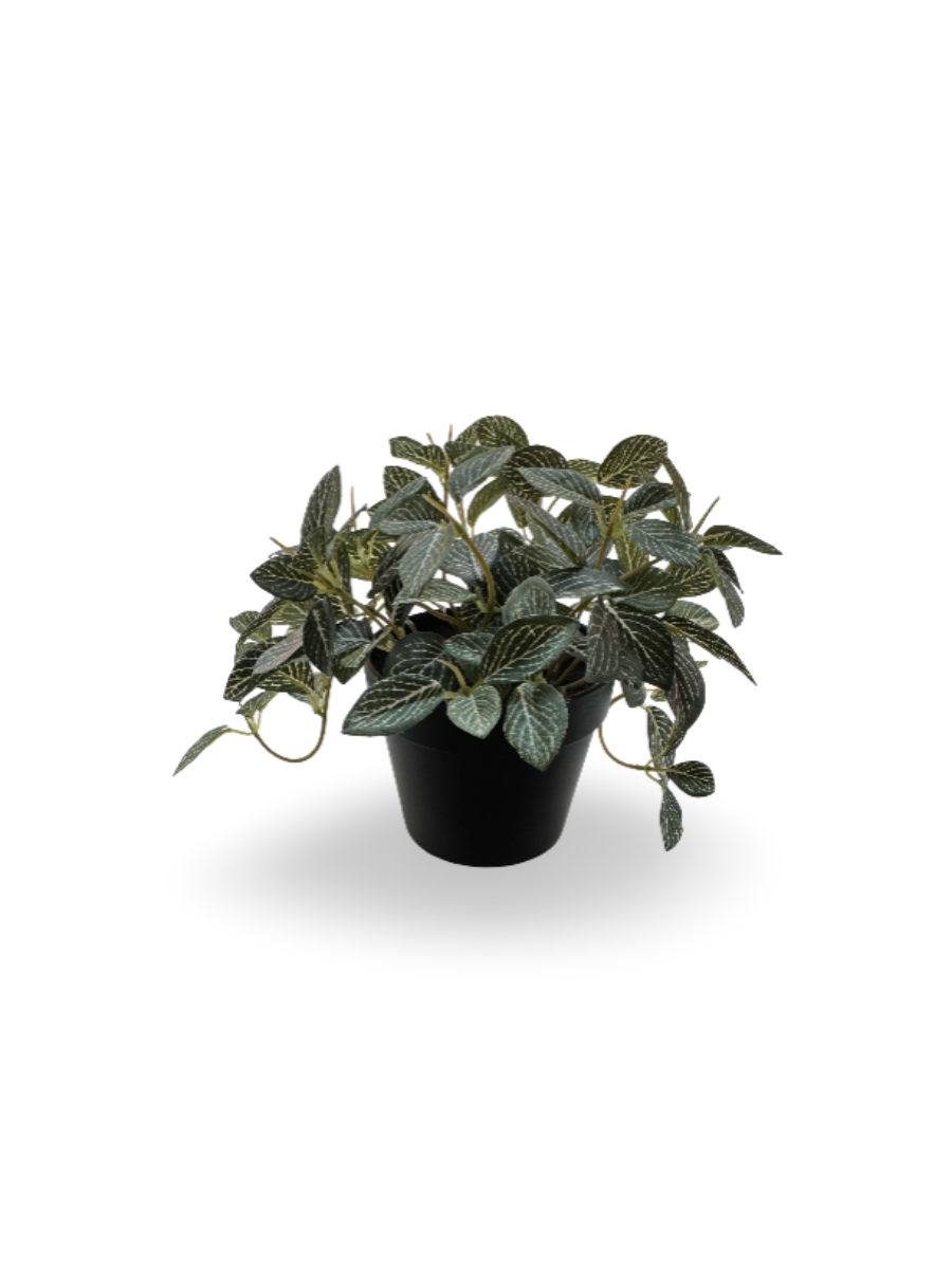 Potted plant - Fittonia