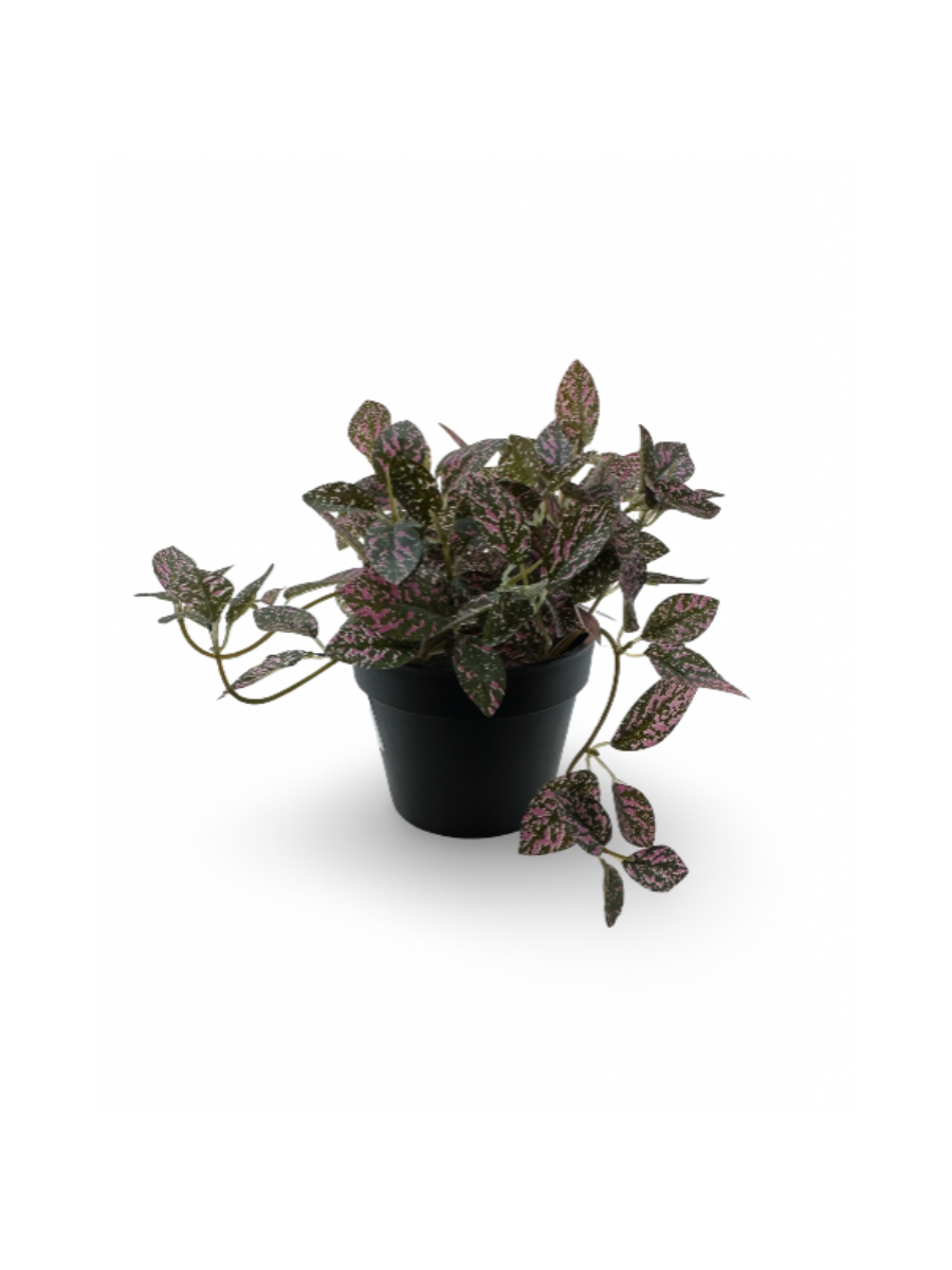 Potted plant - Fittonia