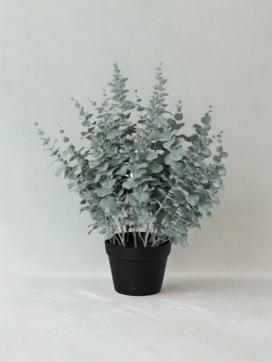 Eucalyptus en pot