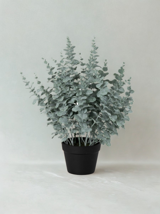 Potted eucalyptus