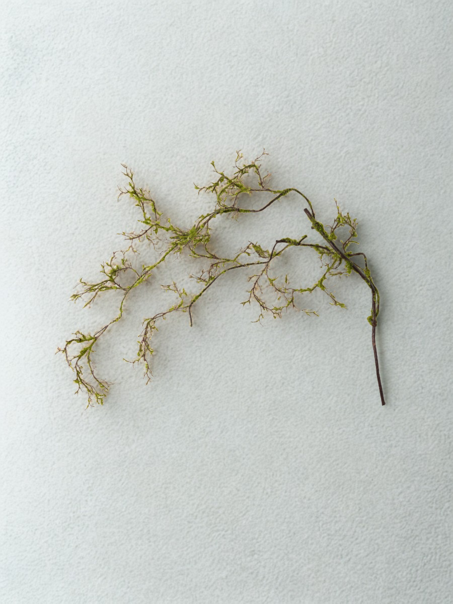 Branch of green moss