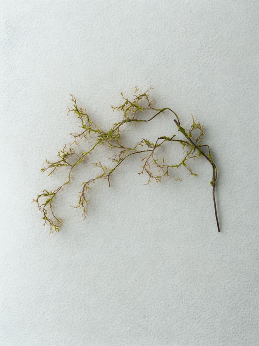 Branch of green moss