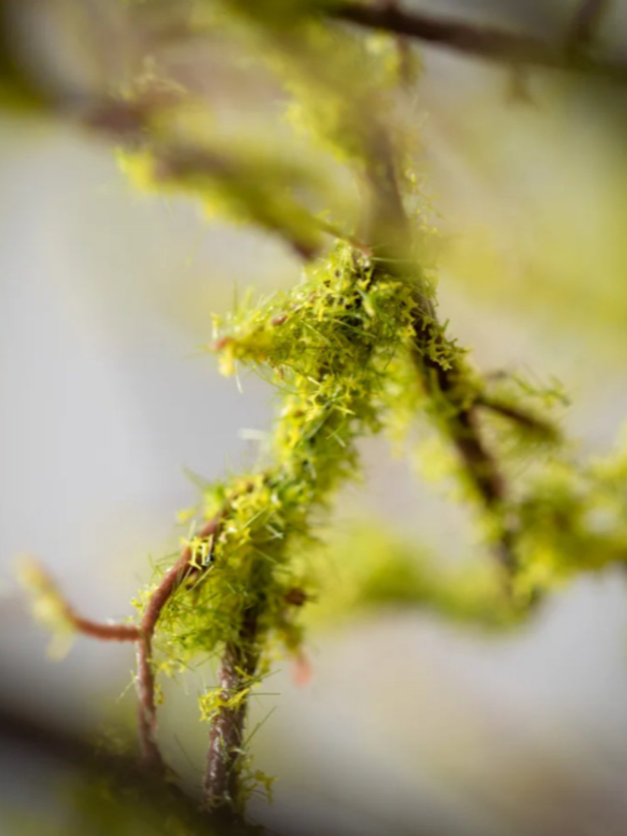 Branch of green moss
