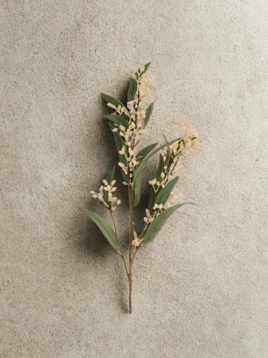 Branche d'eucalyptus en fleurs