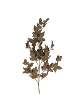 Branche de feuilles d'érable