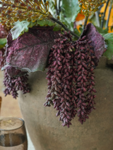 Tige de grappes - Prune