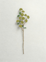 Branche de Viburnum Snowball - Verte