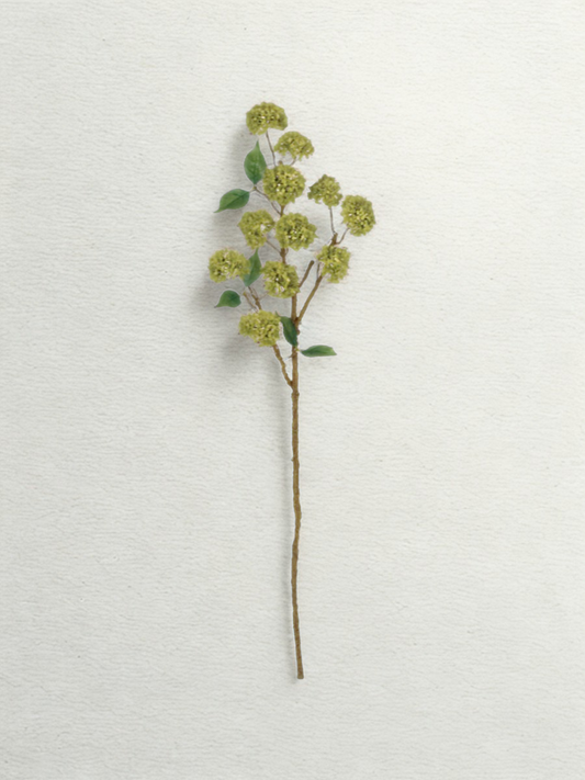 Branch of Viburnum Snowball - Green