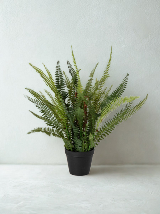 Green fern in black pot