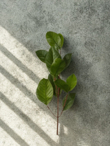 Magnolia stem 39"