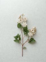 Tige de lilas blanches
