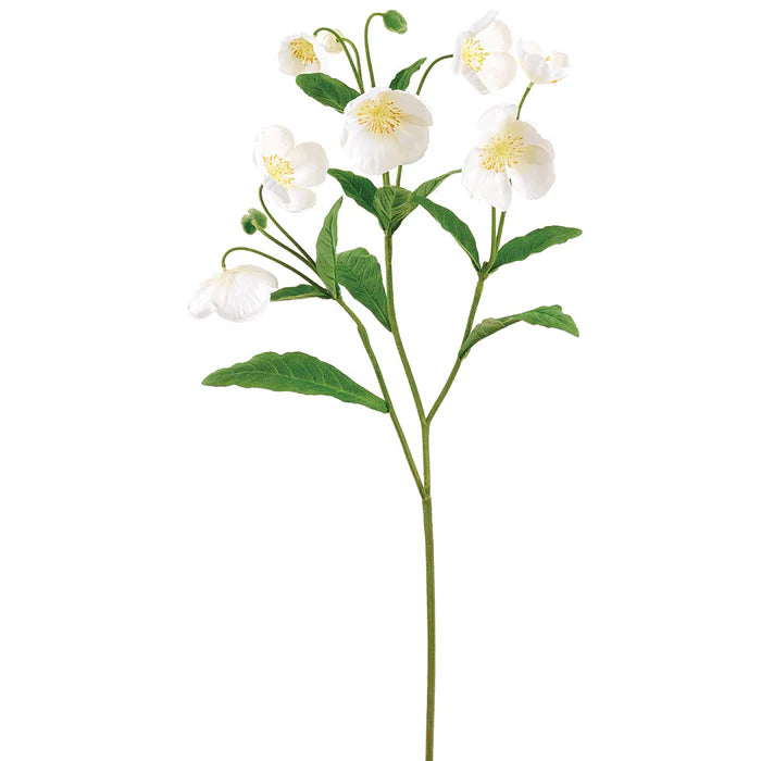 Fleurs Helleborus - blanche