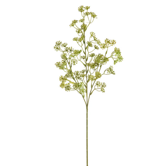 Feuillage Sedum doux - Vert