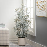 Arbre d'eucalyptus en pot