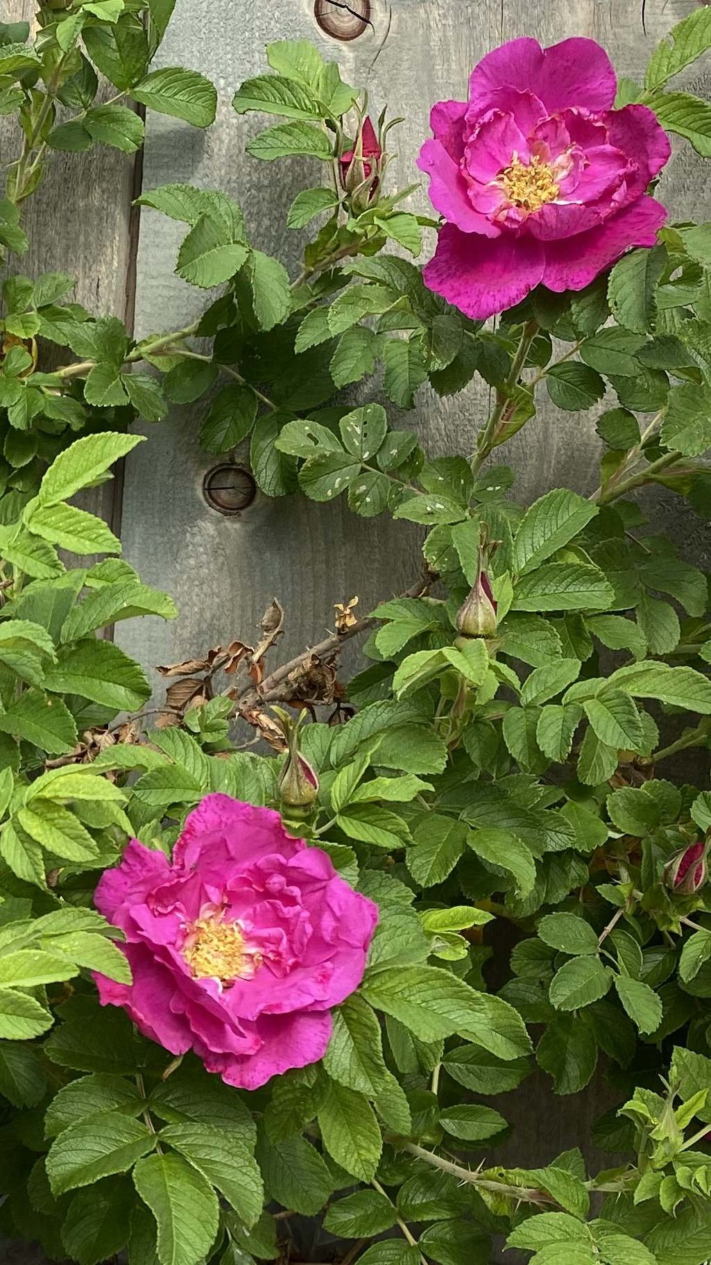 Tisane Les trois cœurs tante Agastache