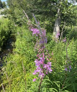 Herbal tea Like Aunt Agastache tea