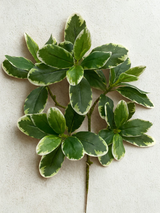 Branche décorative Karaka