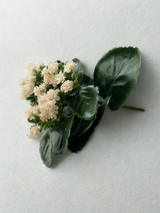 Tige de kalanchoé blanche