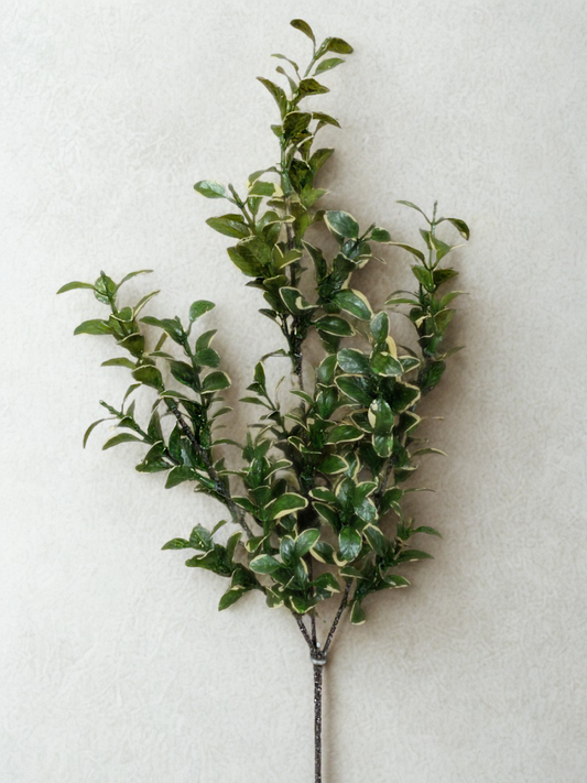 Green ficus branch - real effect