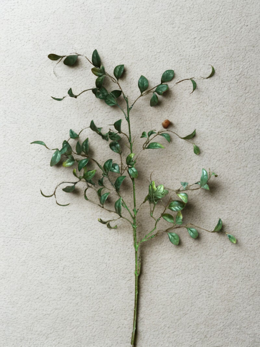 Green smilax branch