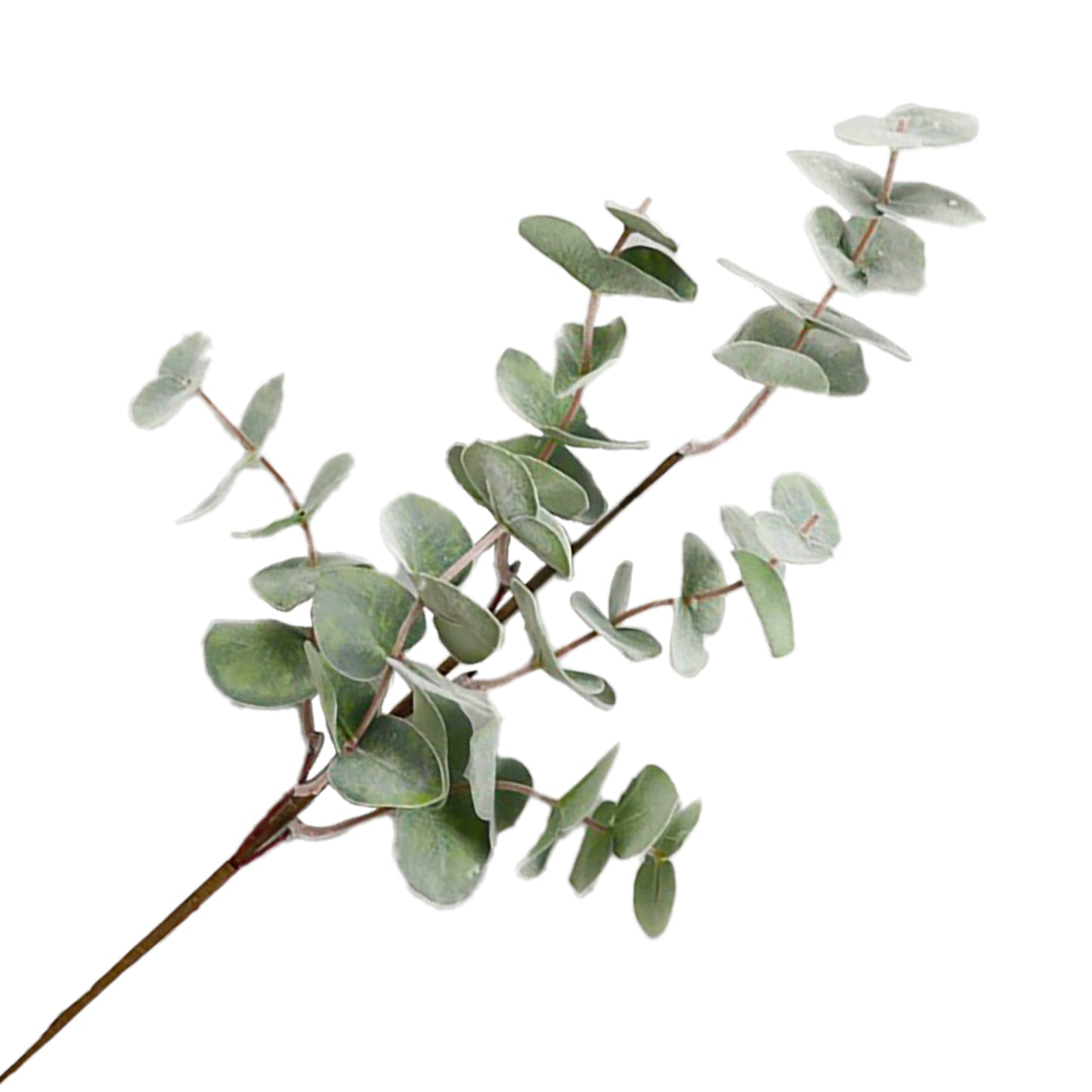 Branche d'eucalyptus 24 po