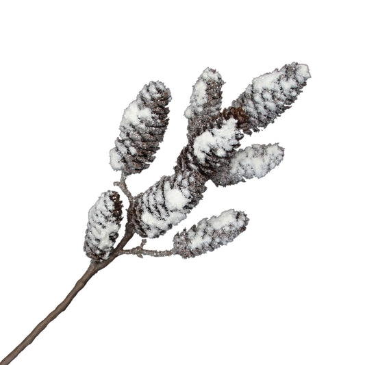 Branche de pomme de pin enneigée