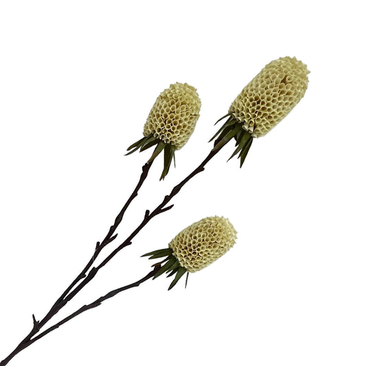 Branche de banksia jaune